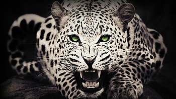 Jungle Animal, wildlife, Majestic animal backgrounds, Nature's wonders HD wallpaper