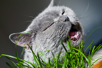 Animals, Grass, Cat, Muzzle, Grey HD wallpaper