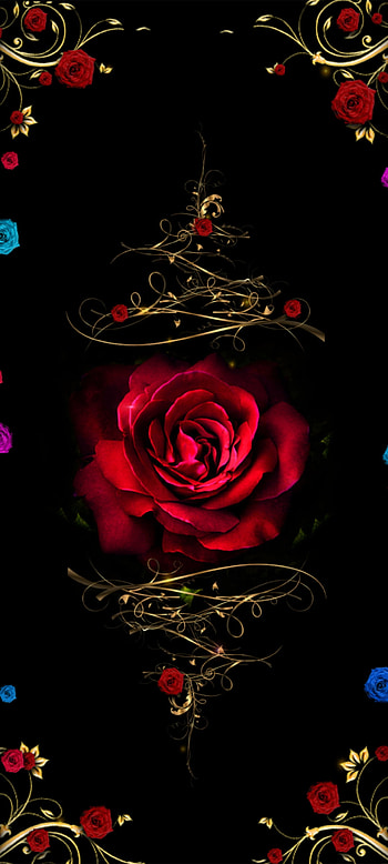 Midnight Red Rose, hybrid tea rose, Flower, pink, premium, Luxury, Love, Golden HD phone wallpaper