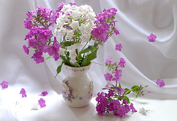 *** Still life ***, life, flower, nature, flowers, still HD wallpaper