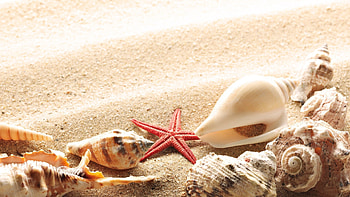 Shell , Backgrounds HD wallpaper