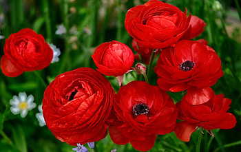 Begonias, flowers, red HD wallpaper