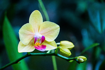 Flowers, Flower, Petals, Bud, Orchid HD wallpaper