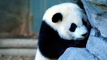 peek a boo I see you, cute, happy, adorable, bashful HD wallpaper
