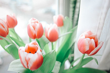Tulips, soft, pink, flowers HD wallpaper