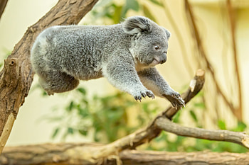 Millaa Millaa koala, Koalas HD wallpaper