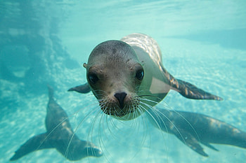 Sea Lion, sea, animal, lion, water HD wallpaper