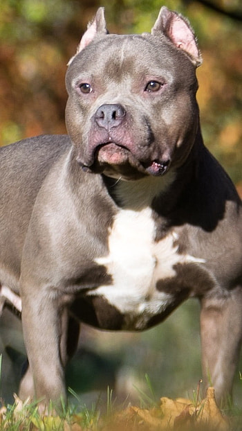 American Bully, American Bully Standard, dog breeds HD phone wallpaper