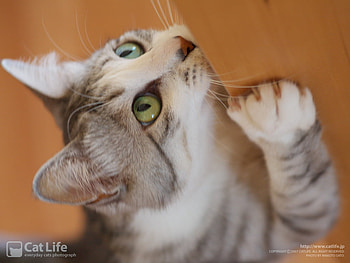 Cat life4, sweet, animal, kitten, cat, pet HD wallpaper