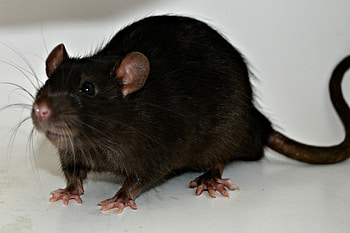Black Rat graphy, Animal Mouse, Stock , Rodent World HD wallpaper