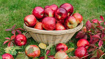 Delicious, Tasty, Nutritious, Sweet HD wallpaper