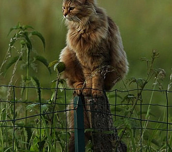amazing pose :), animal, fence, cat, grass, paws HD wallpaper