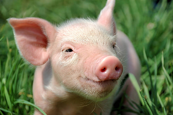 Lovely baby pigs, Farm animal cuteness, Pink snouts, Playful oinks HD wallpaper