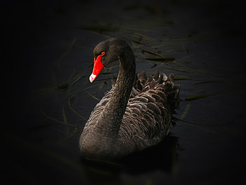 Black Swan, black, feathers, bird, cute, grass, elegant, red, swan, water HD wallpaper