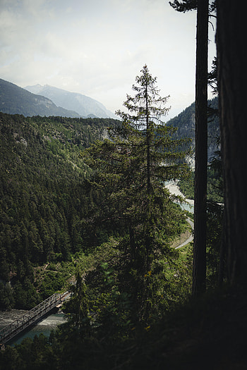 Nature, Trees, Road, Forest, Fog, Spruce, Fir HD phone wallpaper