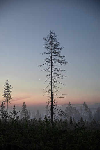 Nature, Trees, Twilight, Moon, Forest, Dusk HD phone wallpaper