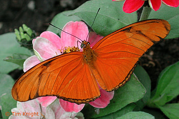 Magnificent, beautiful, wonderful, butterflies, pink, animals, flower, green, red, nature HD wallpaper