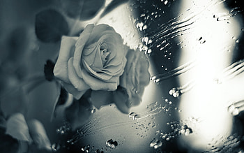 In the rain, nature, flowers, roses, rain HD wallpaper