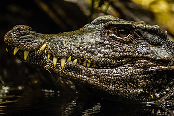 Crocodile, , Majestic reptile, Intricate details HD wallpaper