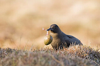Bird w Food, cool, bird, food HD wallpaper