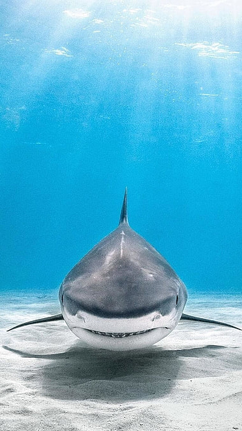 Shark, Hunter HD phone wallpaper