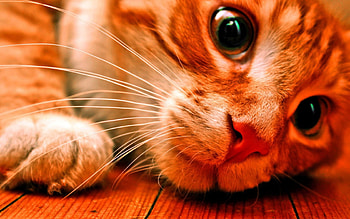 Cat, kitten, sweet, kitty, cats, cute, beautiful, paws, beauty, cat face, pretty, animals, face, lovely, hat HD wallpaper