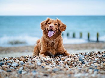 Animals, Pebble, Dog, Protruding Tongue, Tongue Stuck Out, Retriever, Golden Retriever HD wallpaper