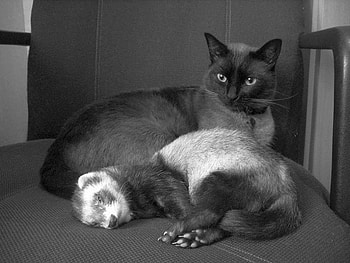 Black Cat w Friend, cool HD wallpaper