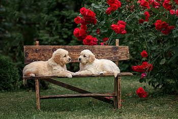ღ, Roses, Flowers, Bench, Dogs HD wallpaper