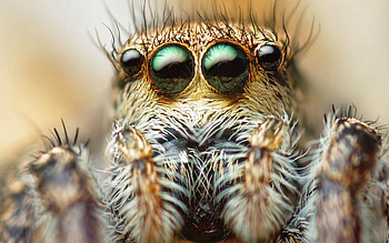 Macro, Eyes, Hair, Paws, Spider HD wallpaper