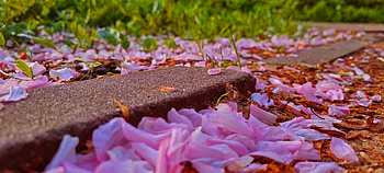 petals of flowers, pink, grass, leaf, concrete, nature, flower HD wallpaper