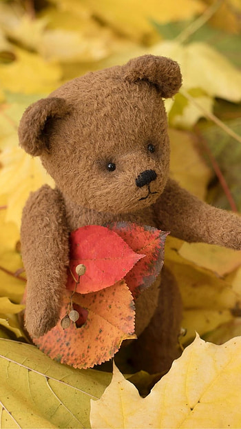 Teddy Bear Wale, Leaves Background HD phone wallpaper