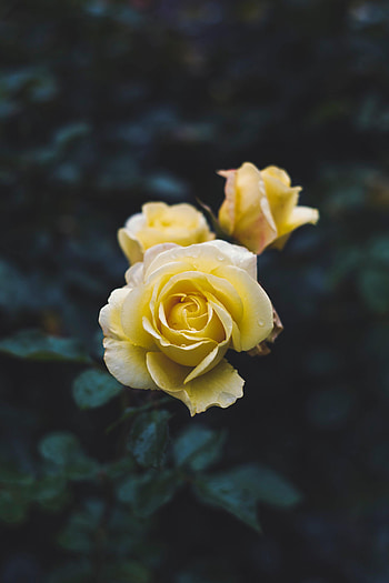 Flowers, Flower, Plant, Macro, Rose Flower, Rose HD phone wallpaper