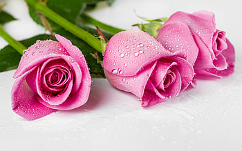 Roses, water drops, pretty, flower HD wallpaper