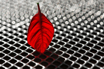 Macro, Grid, Sheet, Leaf, Metal, Metallic, Boquet, Bokeh, Poinsettia, Poinsity HD wallpaper