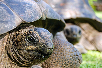 Aldabra amirantesstjoseph, Save Our Seas Foundation, Conservation commitment, Marine ecosystem protection HD wallpaper