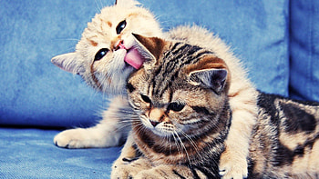 Animals, Couple, Pair, To Lie Down, Lie, Striped, Care, Kittens, Lick HD wallpaper
