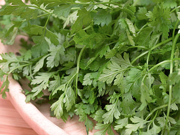 Chervil, Parsley showdown, Spiceography HD wallpaper