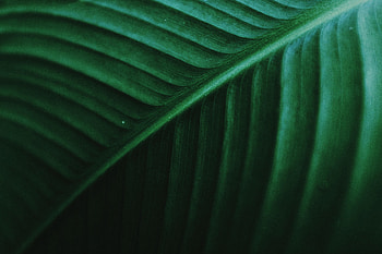 Plant, Macro, Sheet, Leaf, Stripes, Streaks, Veins HD wallpaper