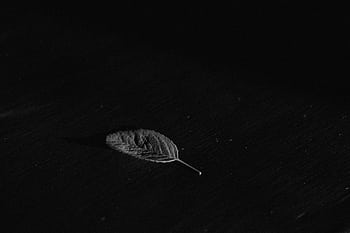 A single leaf on a black textured background, captured in timeless monochrome. HD wallpaper