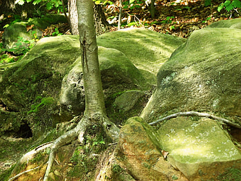 tree among the rocks, rocks, green, tree, moss HD wallpaper