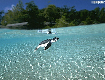 Ocean, starfish, oceans, fish, nature HD wallpaper