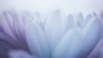 Flower, Plant, Macro, Light, Petals, Light Coloured HD wallpaper