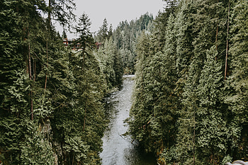 Nature, Rivers, Trees, Flow HD wallpaper