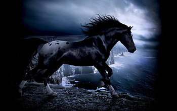 Animals, Horses HD wallpaper