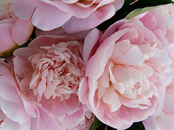 Pink roses, rose, pink, flower, nature, petal HD wallpaper