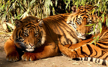Animals, Tigers HD wallpaper