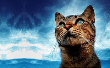 Animals, Cats HD wallpaper