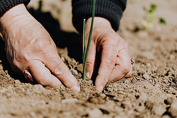 Close-up of hands planting a seedling in the soil, symbolizing growth and agriculture outdoors. HD wallpaper