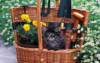 Animals, Flowers, Fluffy, Kitty, Kitten, Field, Basket HD wallpaper